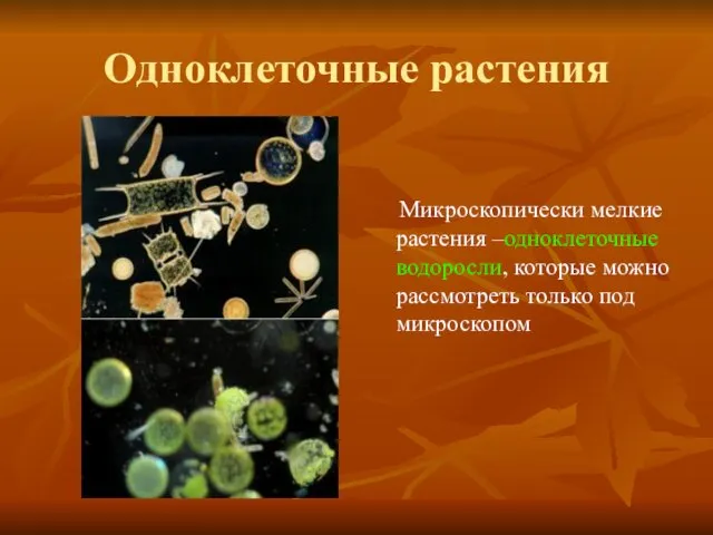 Одноклеточные растения Микроскопически мелкие растения –одноклеточные водоросли, которые можно рассмотреть только под микроскопом
