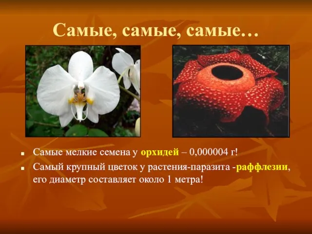 Самые, самые, самые… Самые мелкие семена у орхидей – 0,000004 г! Самый крупный