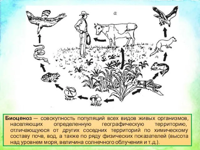 Биоценоз — совокупность популяций всех видов живых организмов, населяющих определенную