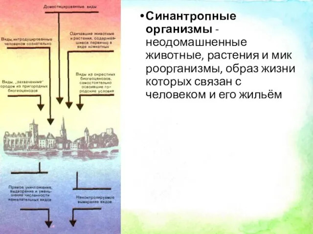 Синантропные организмы -неодомашненные животные, растения и микроорганизмы, образ жизни которых связан с человеком и его жильём