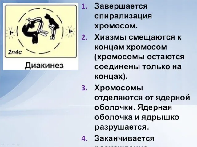 Завершается спирализация хромосом. Хиазмы смещаются к концам хромосом (хромосомы остаются