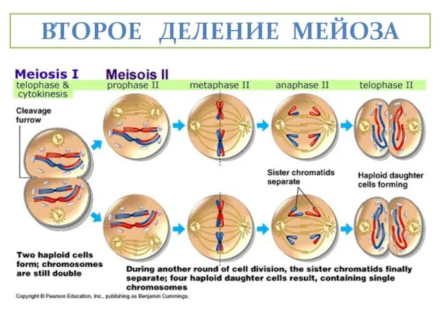 ВТОРОЕ ДЕЛЕНИЕ МЕЙОЗА