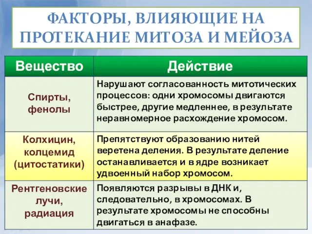 ФАКТОРЫ, ВЛИЯЮЩИЕ НА ПРОТЕКАНИЕ МИТОЗА И МЕЙОЗА