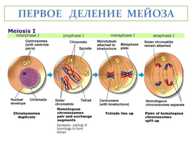 ПЕРВОЕ ДЕЛЕНИЕ МЕЙОЗА