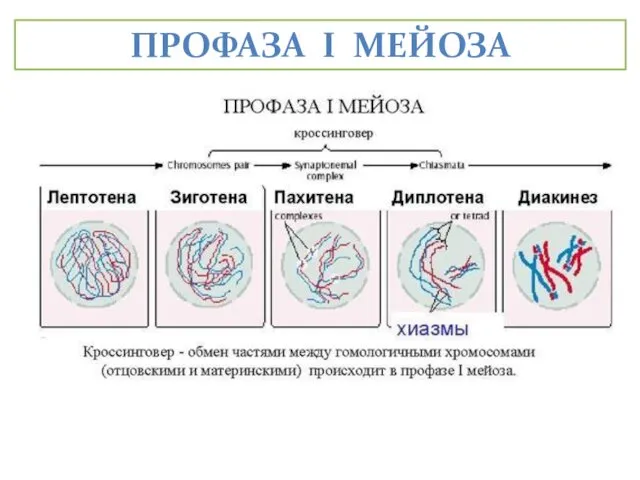 ПРОФАЗА I МЕЙОЗА