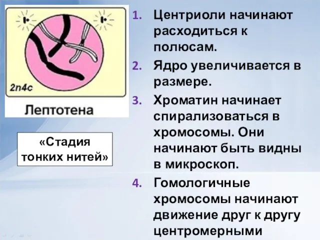 Центриоли начинают расходиться к полюсам. Ядро увеличивается в размере. Хроматин