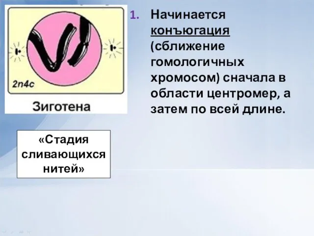 Начинается конъюгация (сближение гомологичных хромосом) сначала в области центромер, а