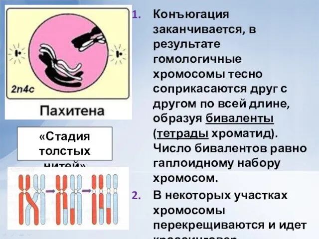 Конъюгация заканчивается, в результате гомологичные хромосомы тесно соприкасаются друг с