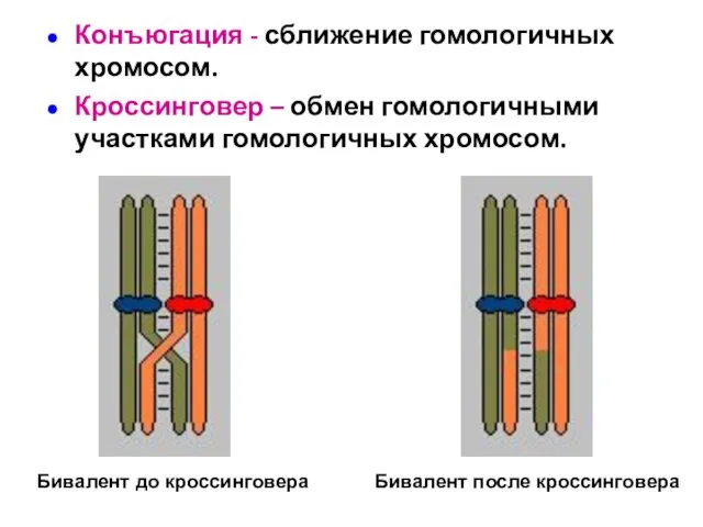 Конъюгация - сближение гомологичных хромосом. Кроссинговер – обмен гомологичными участками