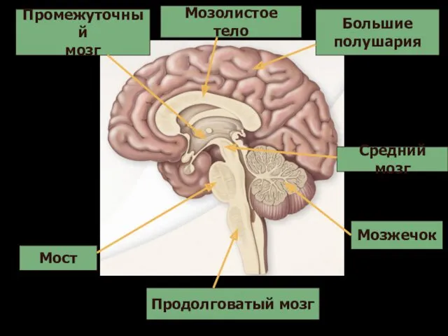 Продолговатый мозг Мост Мозжечок Средний мозг Промежуточный мозг Большие полушария Мозолистое тело