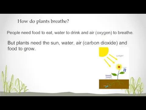 How do plants breathe? People need food to eat, water to drink and