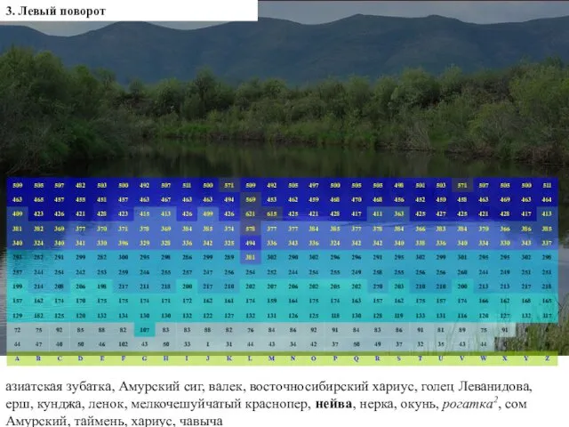 3. Левый поворот азиатская зубатка, Амурский сиг, валек, восточносибирский хариус,
