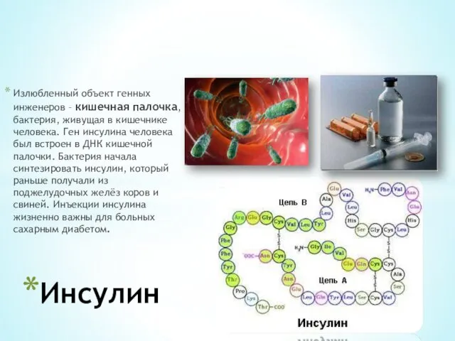 Излюбленный объект генных инженеров – кишечная палочка, бактерия, живущая в