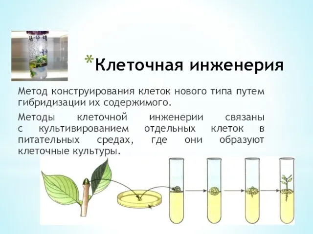 Клеточная инженерия Метод конструирования клеток нового типа путем гибридизации их