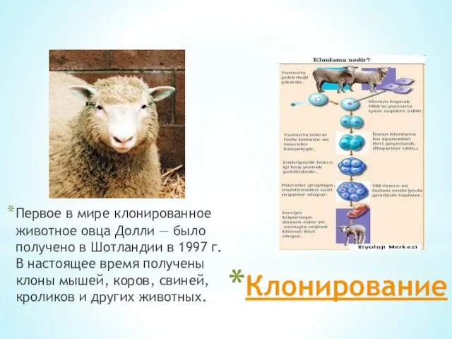 Клонирование Первое в мире клонированное животное овца Долли — было
