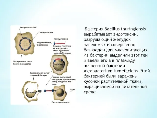 Бактерия Bacillus thuringiensis вырабатывает эндотоксин, разрушающий желудок насекомых и совершенно