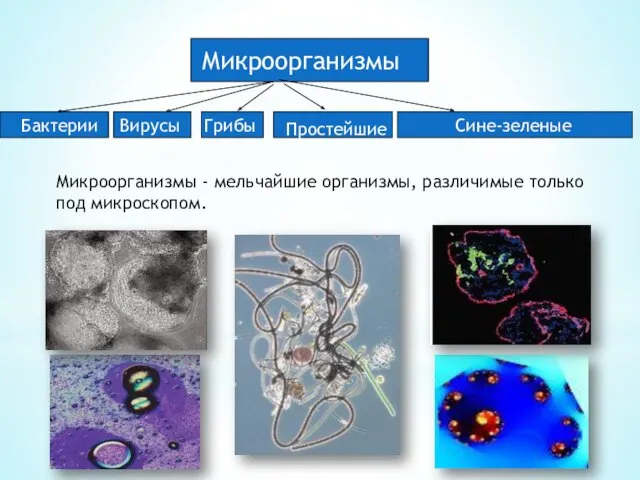 Микроорганизмы - мельчайшие организмы, различимые только под микроскопом.
