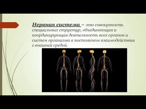 Нервная система – это совокупность специальных структур, объединяющая и координирующая