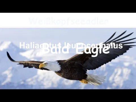 Haliaeetus leucocephalus „Bald Eagle“ Weißkopfseeadler