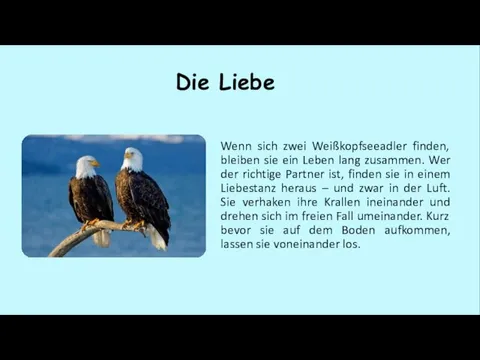 Die Liebe Wenn sich zwei Weißkopfseeadler finden, bleiben sie ein