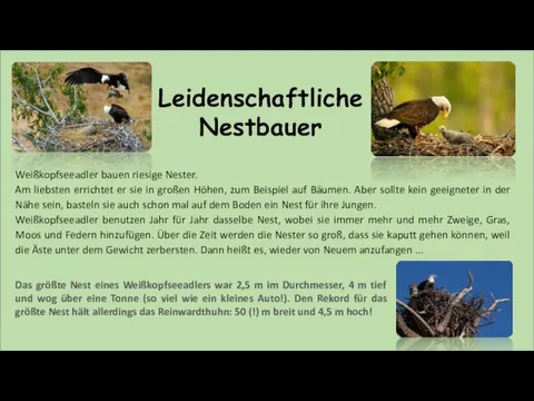 Leidenschaftliche Nestbauer Weißkopfseeadler bauen riesige Nester. Am liebsten errichtet er