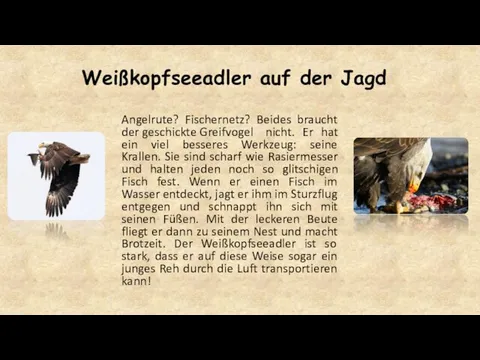 Weißkopfseeadler auf der Jagd Angelrute? Fischernetz? Beides braucht der geschickte