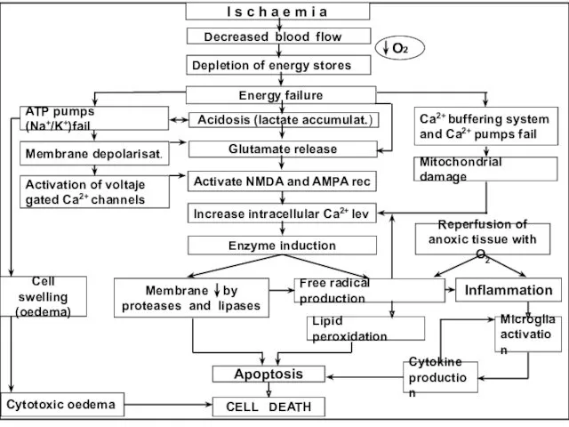 I s c h a e m i a О2 Decreased blood flow