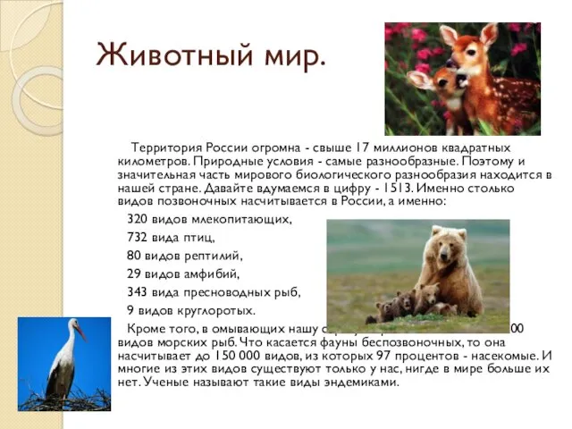 Животный мир. Территория России огромна - свыше 17 миллионов квадратных