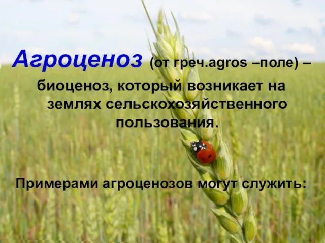 Агроценоз (от греч.agros –поле) – биоценоз, который возникает на землях сельскохозяйственного пользования. Примерами агроценозов могут служить: