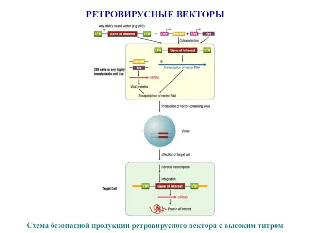 РЕТРОВИРУСНЫЕ ВЕКТОРЫ Схема безопасной продукции ретровирусного вектора с высоким титром