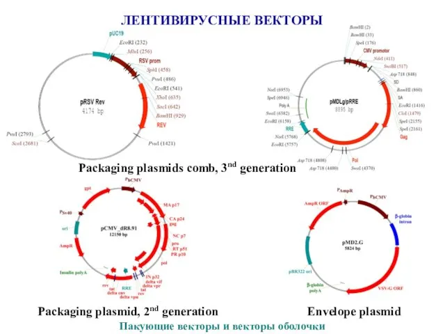 Envelope plasmid Packaging plasmid, 2nd generation Packaging plasmids comb, 3nd