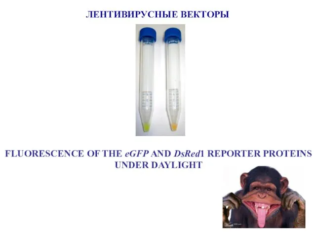 FLUORESCENCE OF THE eGFP AND DsRed1 REPORTER PROTEINS UNDER DAYLIGHT ЛЕНТИВИРУСНЫЕ ВЕКТОРЫ