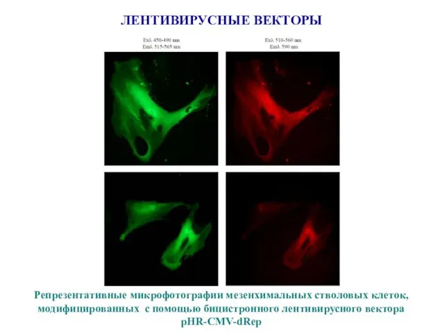 Репрезентативные микрофотографии мезенхимальных стволовых клеток, модифицированных с помощью бицистронного лентивирусного вектора pHR-CMV-dRep ЛЕНТИВИРУСНЫЕ ВЕКТОРЫ