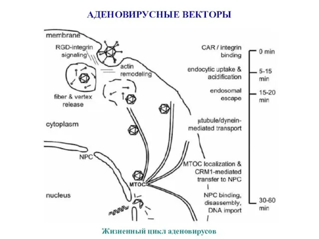 АДЕНОВИРУСНЫЕ ВЕКТОРЫ Жизненный цикл аденовирусов