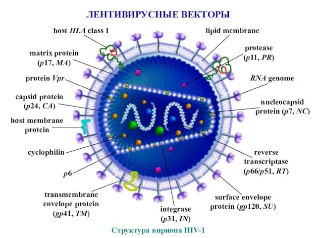 ЛЕНТИВИРУСНЫЕ ВЕКТОРЫ Структура вириона HIV-1