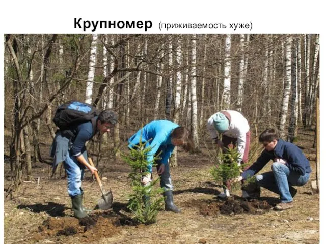 Крупномер (приживаемость хуже)