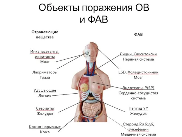 Объекты поражения ОВ и ФАВ