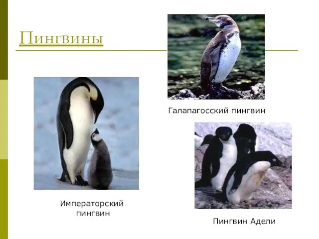 Пингвины Галапагосский пингвин Императорский пингвин Пингвин Адели