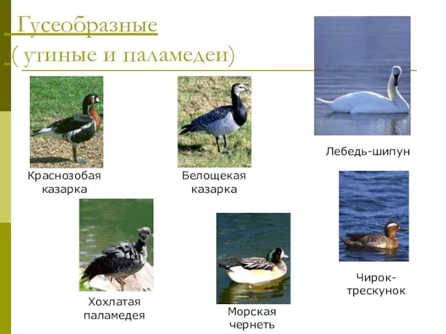 Гусеобразные ( утиные и паламедеи) Краснозобая казарка Белощекая казарка Лебедь-шипун Хохлатая паламедея Морская чернеть Чирок- трескунок