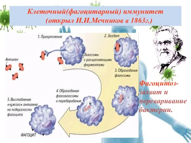 Клеточный(фагоцитарный) иммунитет (открыл И.И.Мечников в 1863г.) Фагоцитоз- захват и переваривание бактерии.