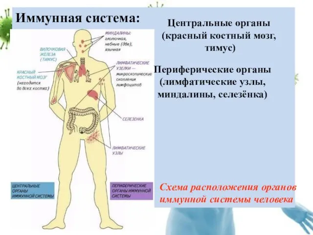 Иммунная система: Центральные органы (красный костный мозг, тимус) Периферические органы