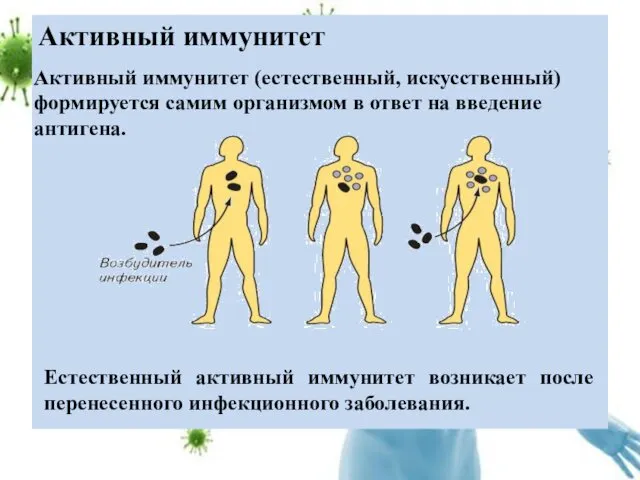 Активный иммунитет Активный иммунитет (естественный, искусственный) формируется самим организмом в