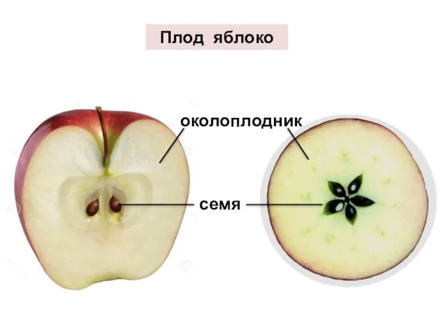 околоплодник семя Плод яблоко