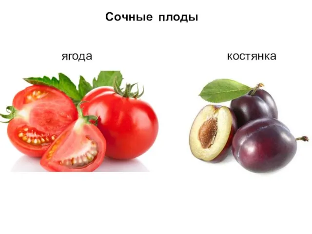 Сочные плоды ягода костянка