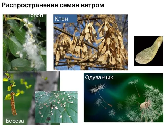 Распространение семян ветром Береза Тополь Одуванчик Клен