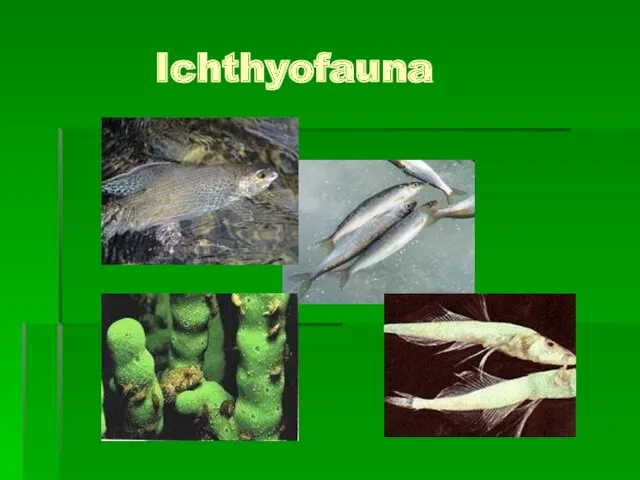 Ichthyofauna