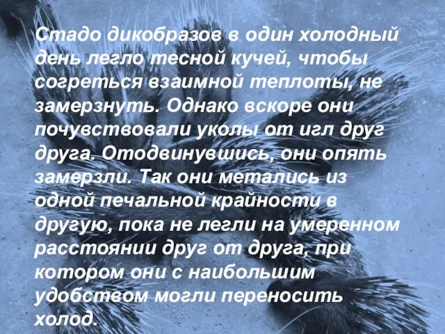 Стадо дикобразов в один холодный день легло тесной кучей, чтобы