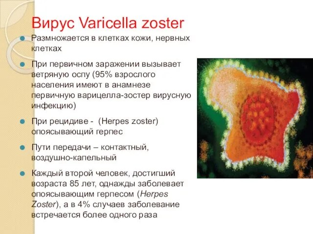 Вирус Varicella zoster Размножается в клетках кожи, нервных клетках При первичном заражении вызывает