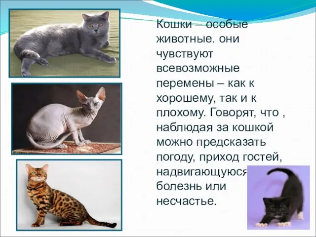 Кошки – особые животные. они чувствуют всевозможные перемены – как к хорошему, так