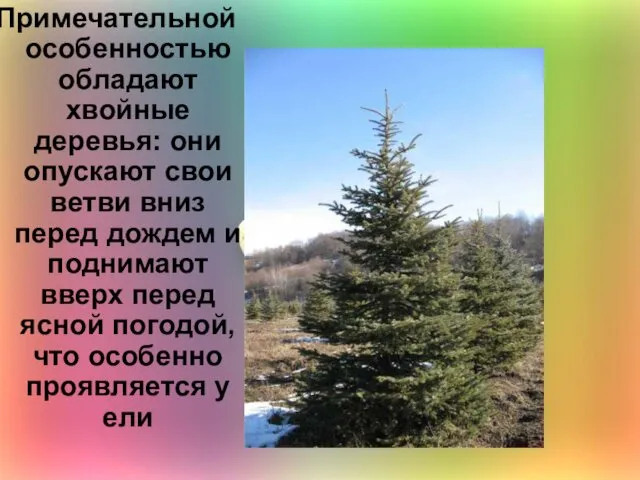 Примечательной особенностью обладают хвойные деревья: они опускают свои ветви вниз